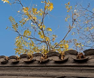 Prepare Your Roof for WinterTrim Overhanging Branches