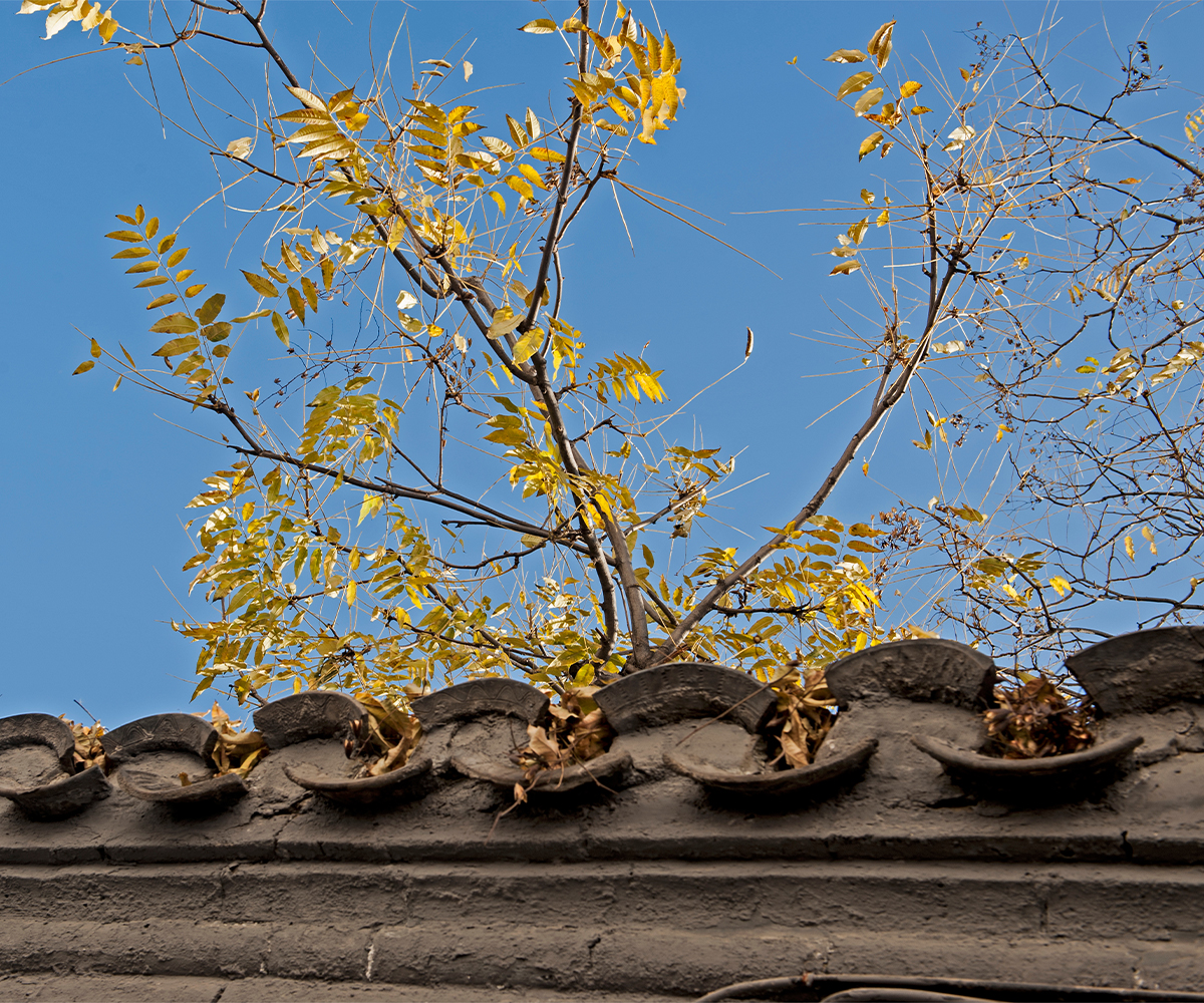 Trim overhanging tree branches away from roof before winter snow and ice arrive.